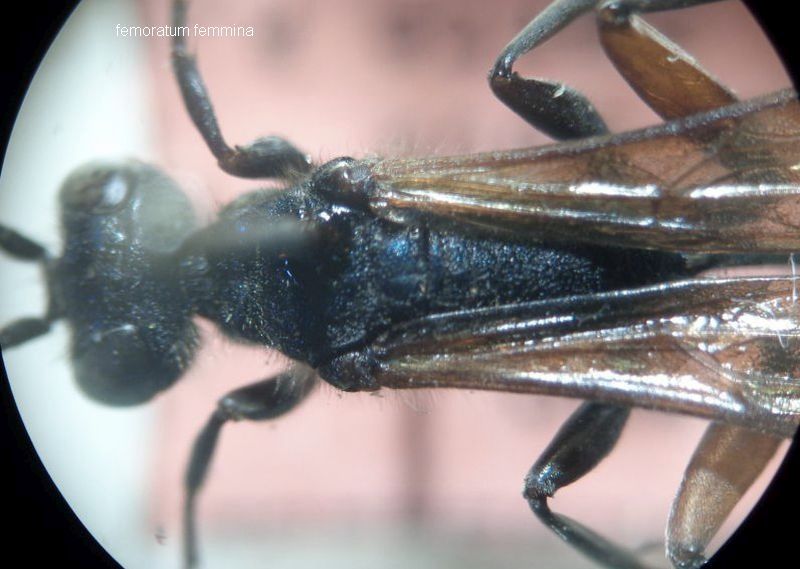 Chalybion sp. o Isodontia mexicana (Sphecidae)? Chalybion femoratum